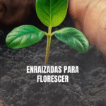 ENRAIZADAS PARA FLORESCER