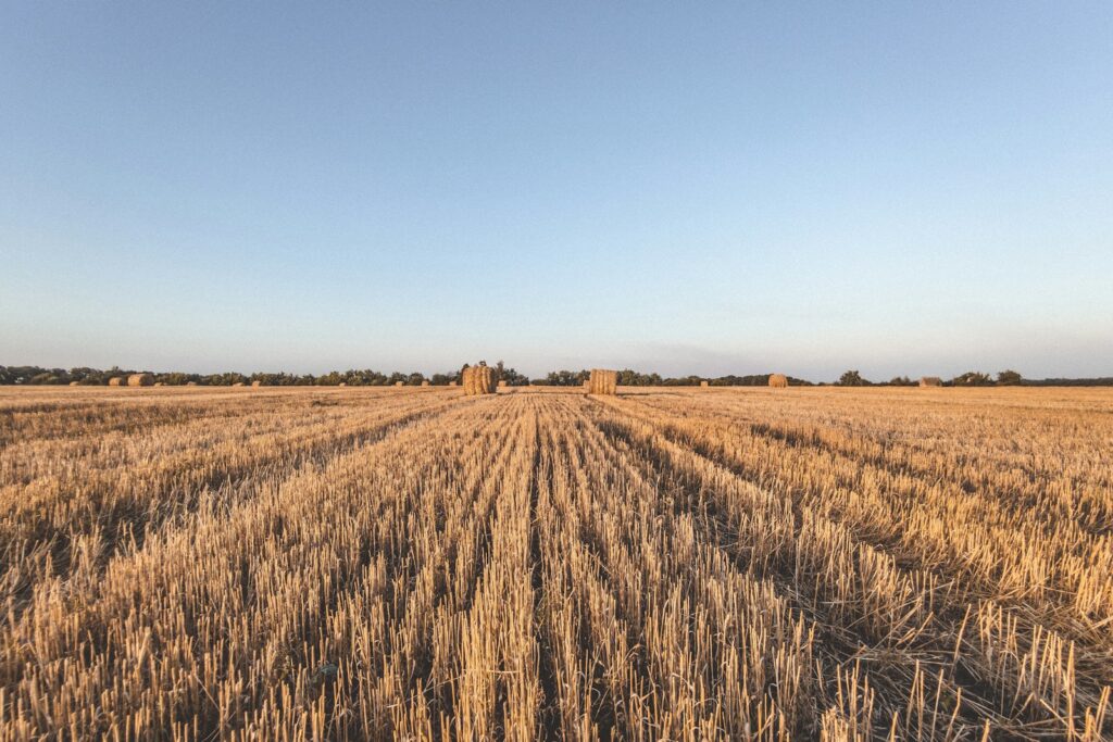 Campo de cultivo dourado ilustrando a linguagem de colheita e bênçãos em Deuteronômio 28