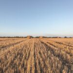 Campo de cultivo dourado ilustrando a linguagem de colheita e bênçãos em Deuteronômio 28