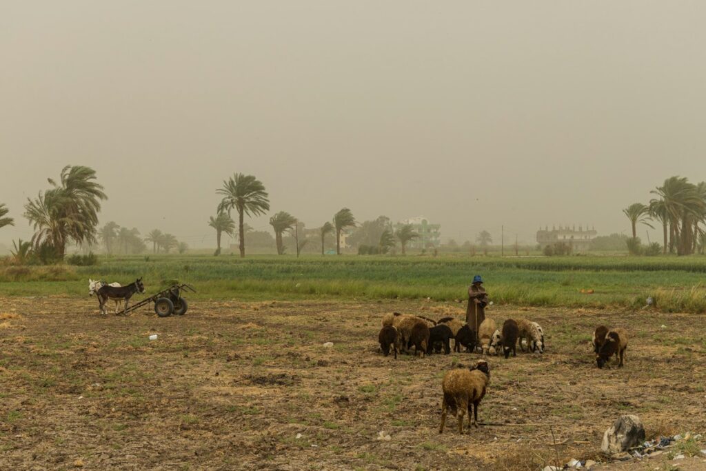 Rebanho em uma paisagem rural que remete ao contexto de Gênesis
